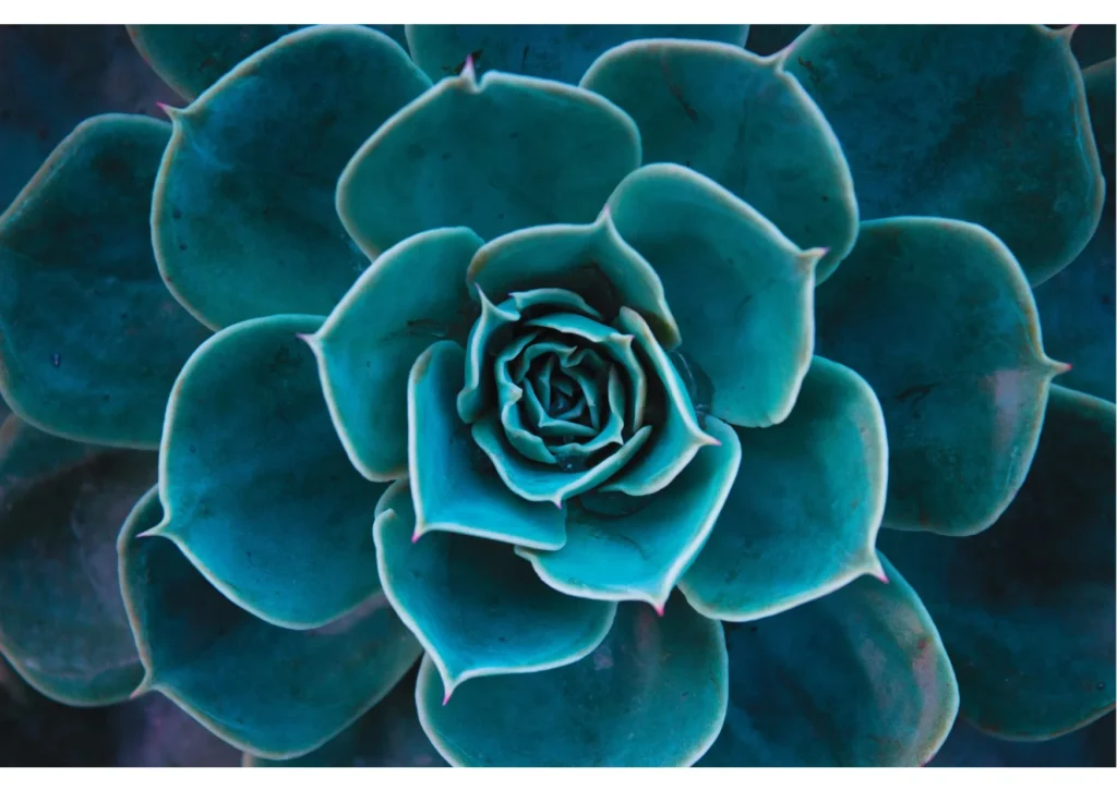 The Secret Meaning of Teal