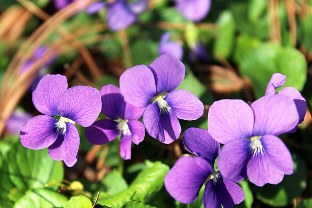 Violet (#8A2BE2) in Nature